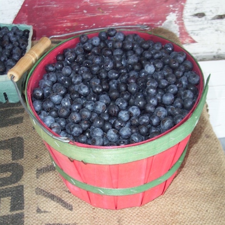 USTR requests ITC investigation into blueberry imports